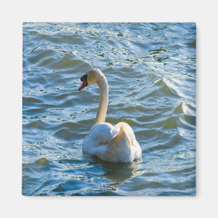 Imã Cisne