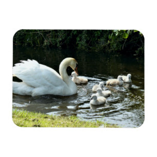 Ímã Cisne branco com Pintinhos