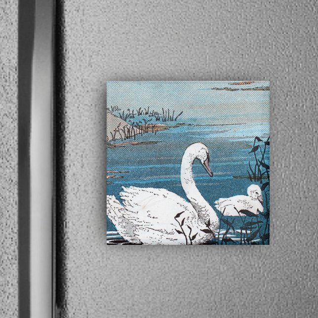 Imã Cisne Branco Elegante Com Bebê (elegant white swan swimming in blue lake with baby swan on square magnet.)