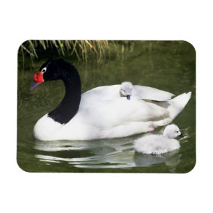Ímã Cisne de pescoço preto adulto e filhotes na água.