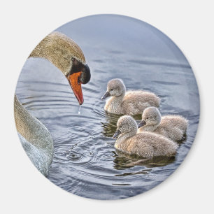 Imã Cisne e ímã dos bebês