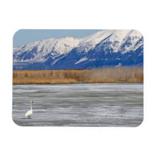 Ímã Cisne e neve