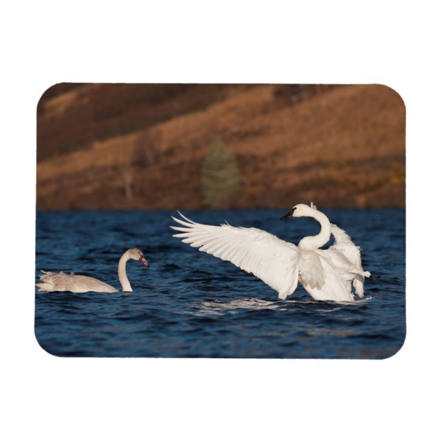 Ímã Cisne Flapping (Horizontal)