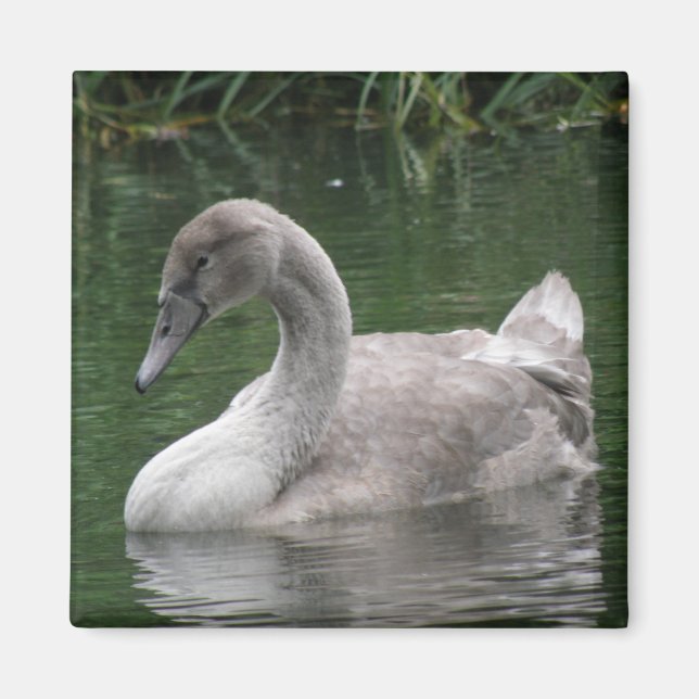 Imã Cisne Gracioso no Magneta Água (Frente)