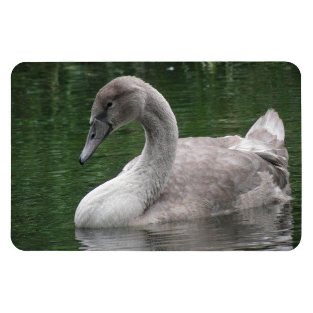 Ímã Cisne Gracioso no Magnete de Prêmio Água (Horizontal)