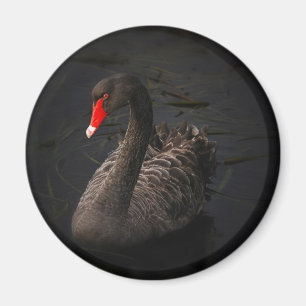 Imã Cisne negro