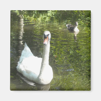 Imã Cisne no Lago