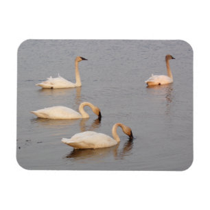 Ímã Cisnes A Pescar Imagem Fotográfica Flexível