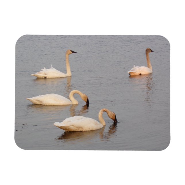 Ímã Cisnes A Pescar Imagem Fotográfica Flexível (Horizontal)