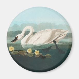 Imã cisnes brancas de pássaro de audubon do cisne
