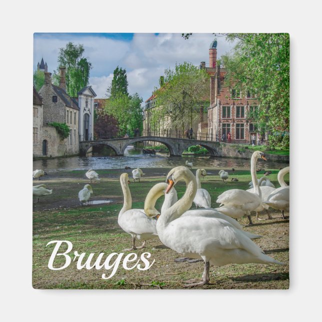 Imã Cisnes brancas no centro de Bruges (Frente)