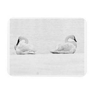 Ímã Cisnes de Neve para o Calendário de 2026 da Nature