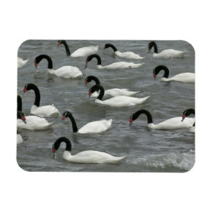 Ímã Cisnes de pescoço preto (Cygnus melancoryphus)