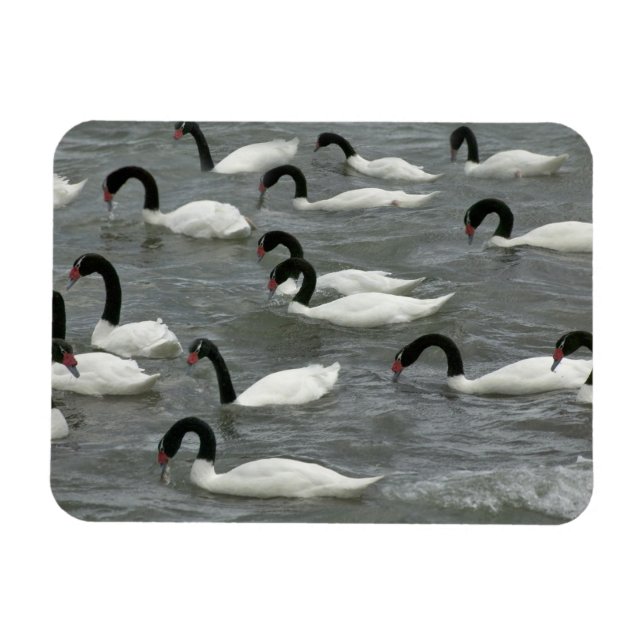 Ímã Cisnes de pescoço preto (Cygnus melancoryphus) (Horizontal)