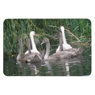 Ímã Cisnes e Cygnets Premium Magnet