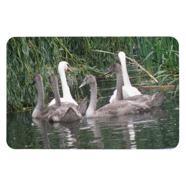Ímã Cisnes e Cygnets Premium Magnet (Horizontal)