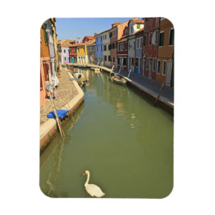 Ímã Cisnes em canal, Burano Island, Veneza, Itália