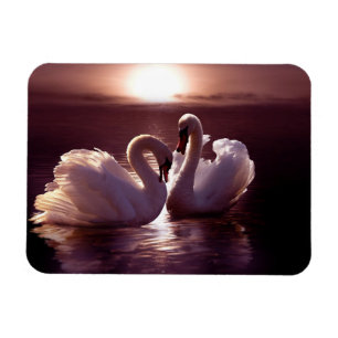 Ímã Cisnes Loving que formam um coração