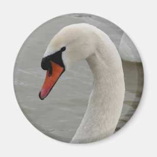 Imã Cisnes no lago