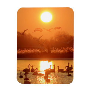 Ímã Cisnes no lago de Sunset