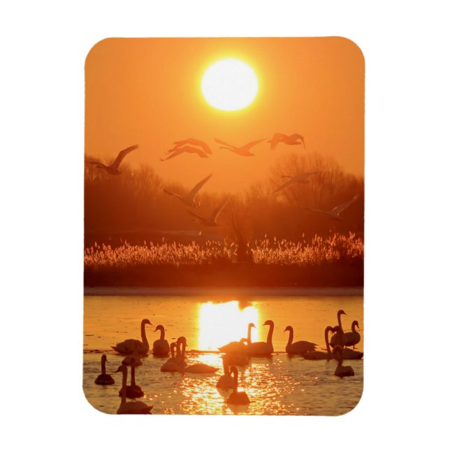 Ímã Cisnes no lago de Sunset (Vertical)