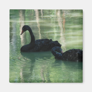 Imã cisnes pretas