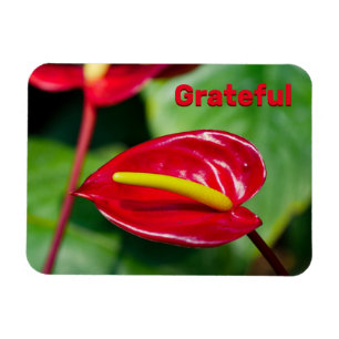 Ímã Citação Grata do Magnet Red Peace Lily
