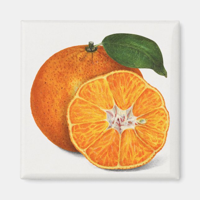 Imã Citrino (Frente)