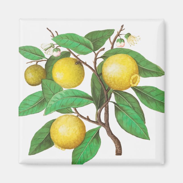 Imã Citrino (Frente)