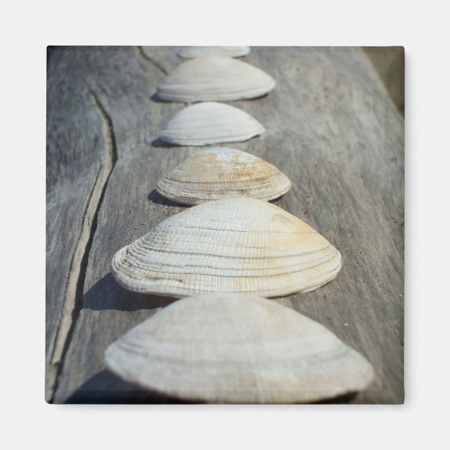 Imã Clam Shells Magnet (Frente)