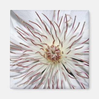 Imã Clematis Magnet