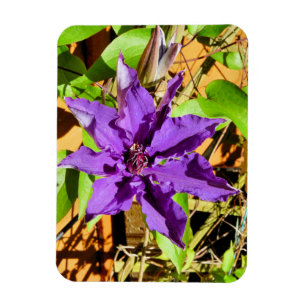 ÍMÃ CLEMATITE