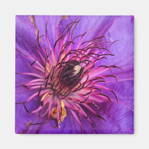 IMÃ CLEMATITE