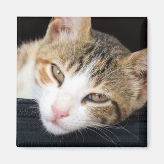 Imã Cleo Cat Magnet