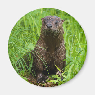 Imã Clever River Otter