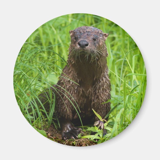 Imã Clever River Otter (Frente)