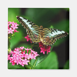 Imã Clipper em Pentas 1 Magnet