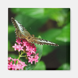 Imã Clipper em Pentas 2 Magnet