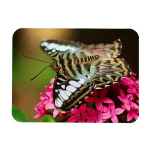 Ímã Clipper em Pentas 3 Magnet Premium