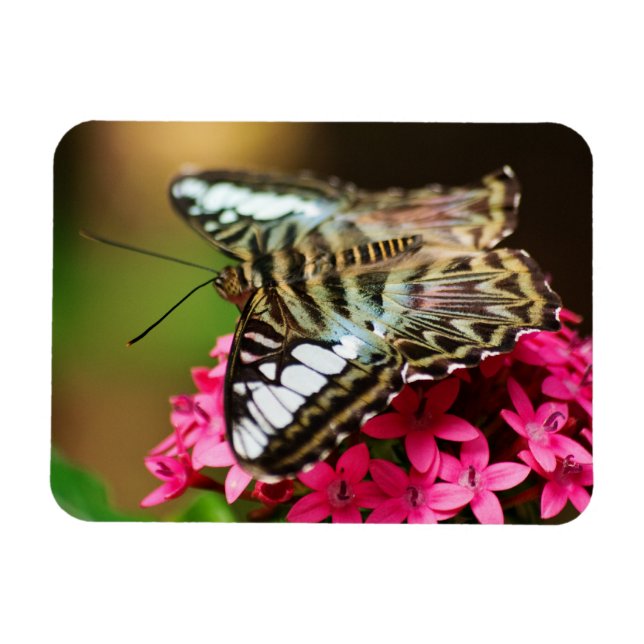 Ímã Clipper em Pentas 3 Magnet Premium (Horizontal)