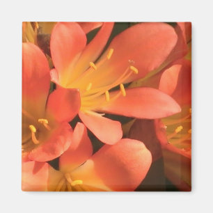 Imã Clivias Plant Magnet