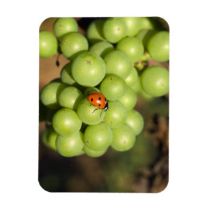 Ímã Close de uma joaninha em uvas verdes Pinot Noir