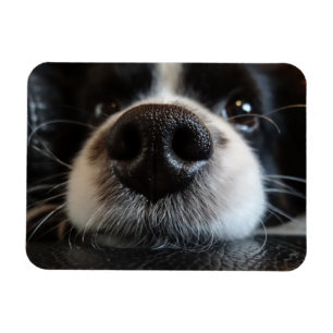 Ímã Close up bonito do nariz de border collie