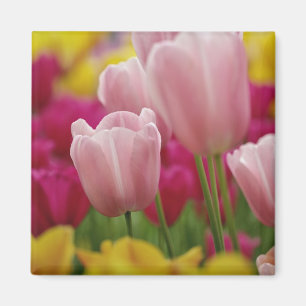 Imã Close-up da flor de tulipa, Jardins Kuekenhof,
