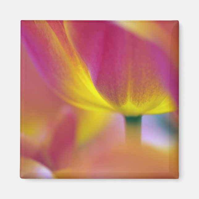 Imã Close-up da parte inferior da flor de tulipa, Kuek (Frente)