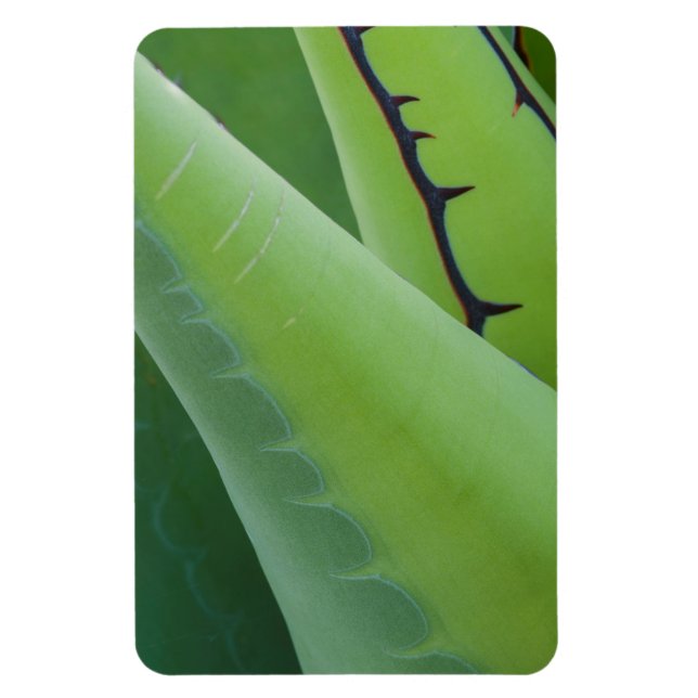 Ímã Close Up De Agave (Vertical)