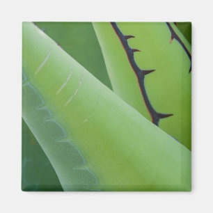 Imã Close Up de Agave