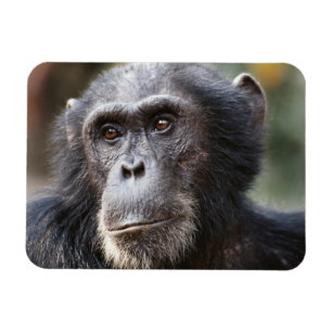 Ímã Close-up de chimpanzé macho