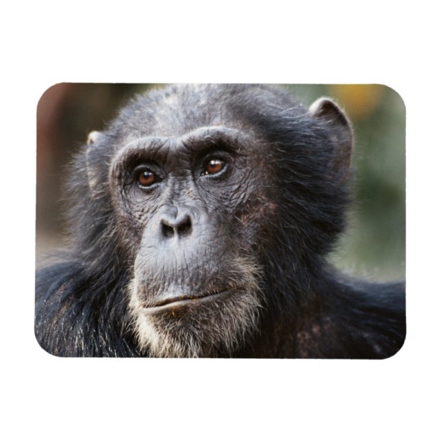 Ímã Close-up de chimpanzé macho (Horizontal)
