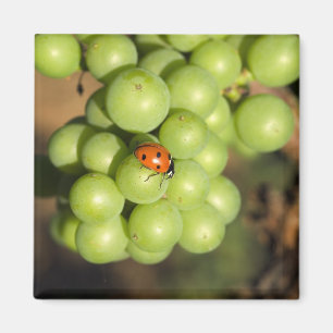 Imã Close-up de joaninha em uvas verdes Pinot Noir